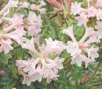 rhododendron.org Maricee