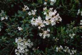 downsrhododendrons.com Maricee