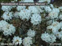 rosebay.org Maricee