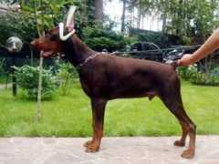 dobermann-review.com Maricone