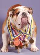 bulldogpedigree.com Maridis