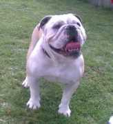 bulldogpedigree.com Maridis
