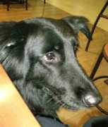 gotpetsonline.com Marieanne