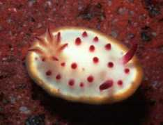 slugsite.us Mariei