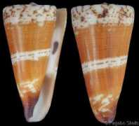gastropods.com Mariei