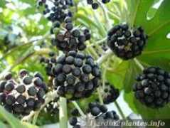 1jardin2plantes.info Marieso