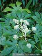 1jardin2plantes.info Marieso