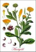 plantguide.org Marigold