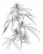 botanical-online.com Mariju