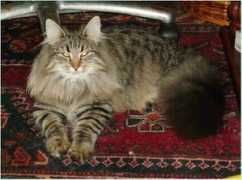 trappistini.co.uk Marikki