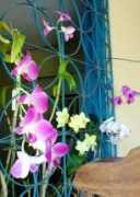 orquidofilos.com Marilac