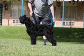 weshowdogs.com Marilana