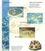 artificialreefs.org Marilim