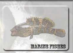 handlinefishing.com Marinea