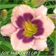 jon-n-bevliles.net Marinello