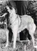 Maringi