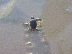 ecoviagem.uol.com.br Marinhas