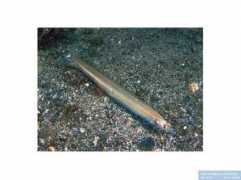 reeflex.net Marinus
