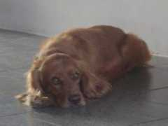 mascotamigos.com.ar Marioxy