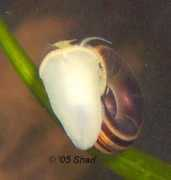 badmanstropicalfish.com Marisac