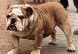 bulldogpedigree.com Mariseni