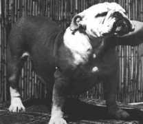 bulldogpedigree.com Mariseni