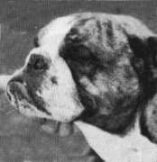 bulldogpedigree.com Mariseni