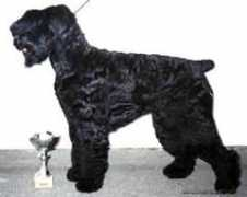 petsinform.com Marisya