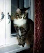 citycat.ru Marisya