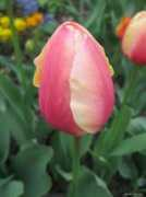 garden-en.com Marit