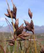 plant-identification.co.uk Maritimus