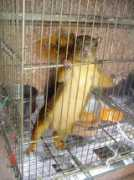 all-creatures.org Mariuska