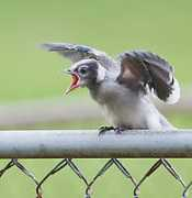 photocamel.com Marivil