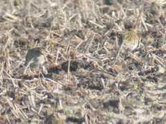 surfbirds.com Marjel