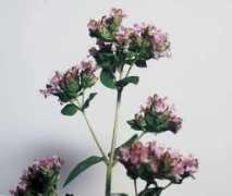 lyddendane.com Marjoram