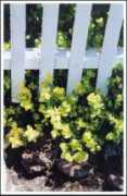 mewinsviews.com Marjoram