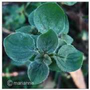 ukrspice.kiev.ua Marjoram