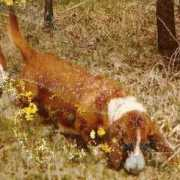 bassetsofbuglebay.com Marjories
