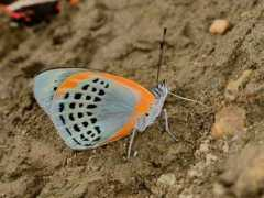 learnaboutbutterflies.com Markii