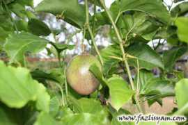 fazlisyam.com Markisa
