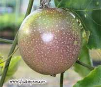 fazlisyam.com Markisa