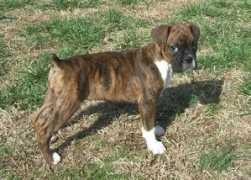 bluegrassboxerrescue.org Marlee