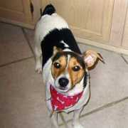 gotdogsonline.com Marlese