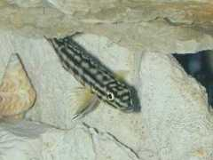 badmanstropicalfish.com Marlier