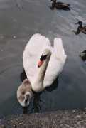 stanley-park-swans.com Marlika