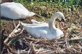 stanley-park-swans.com Marlika