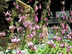 botanic.jp Marlil