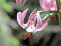 botanic.jp Marlil