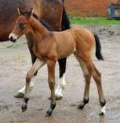 majesticgaits.com Marlong