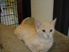 purrfectcats.org Marmie